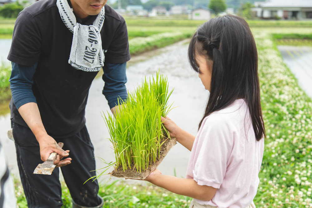 有機栽培JASのお米の苗を見る子供たち